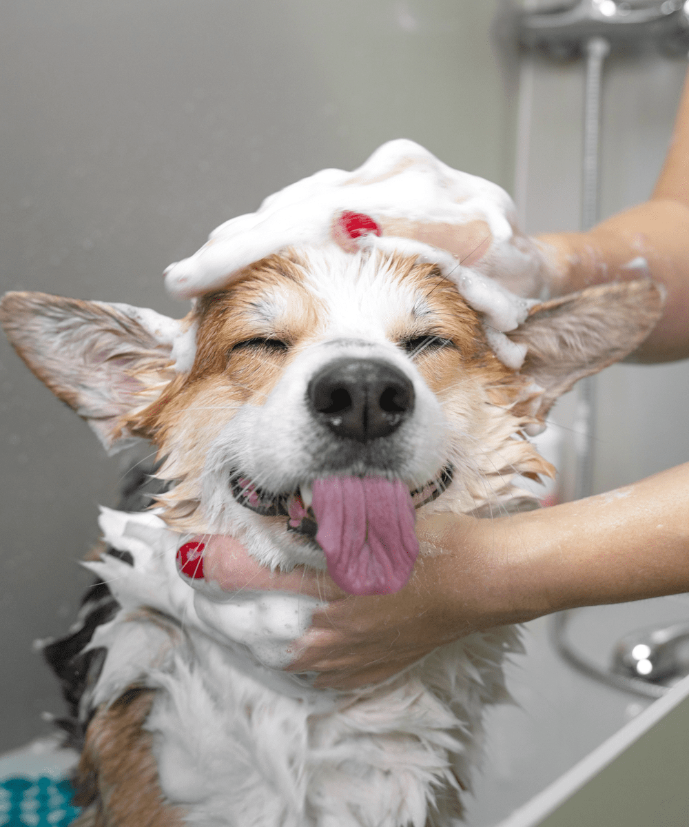 professional dog grooming Gurgaon Bark N Stay