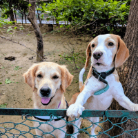 Two dog parents with their Golden Retriever and Beagle — Bark N Stay regulars Two dog parents with their Golden Retriever and Beagle — Bark N Stay regulars