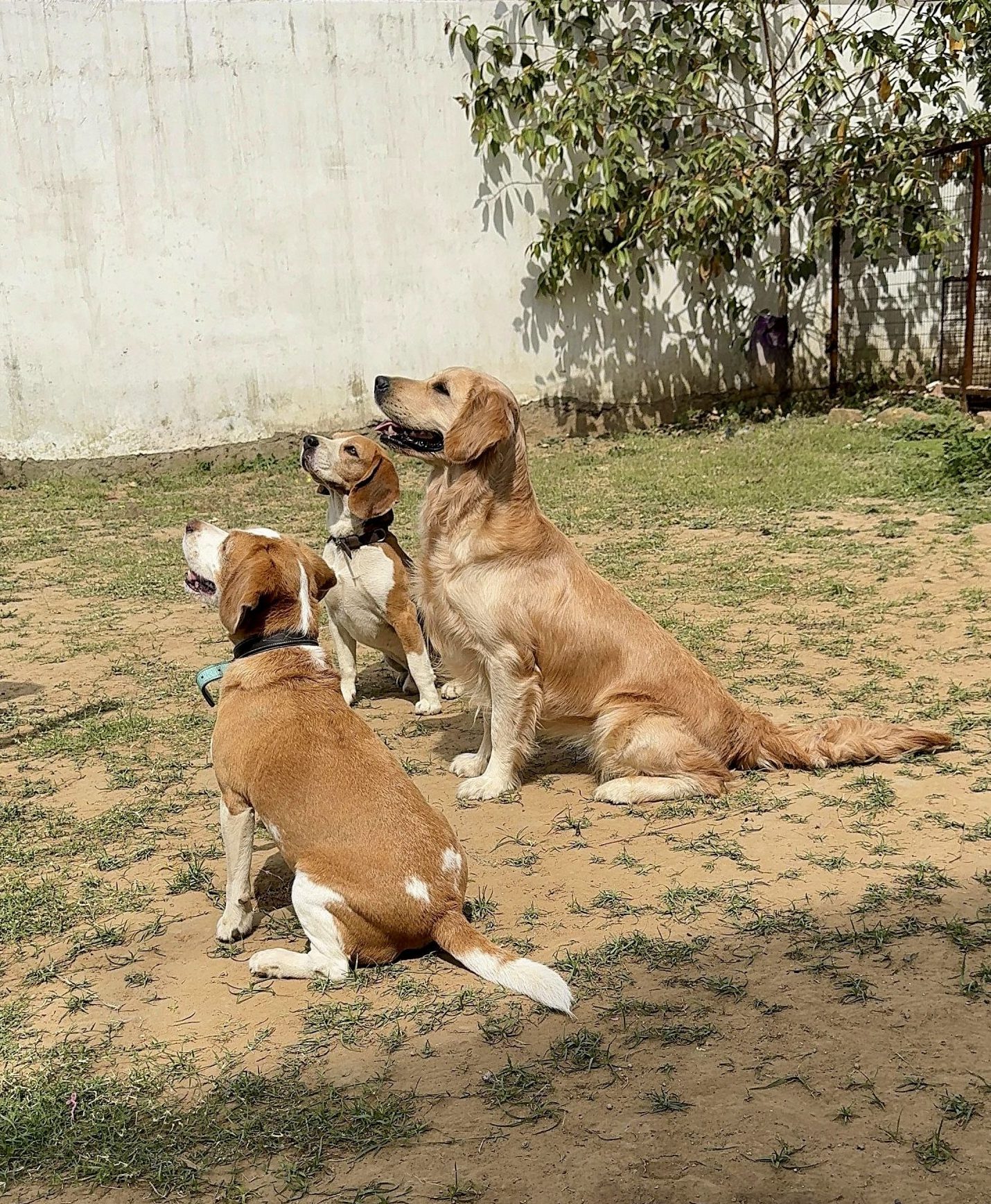 Affordable dog boarding in Gurgaon home environment