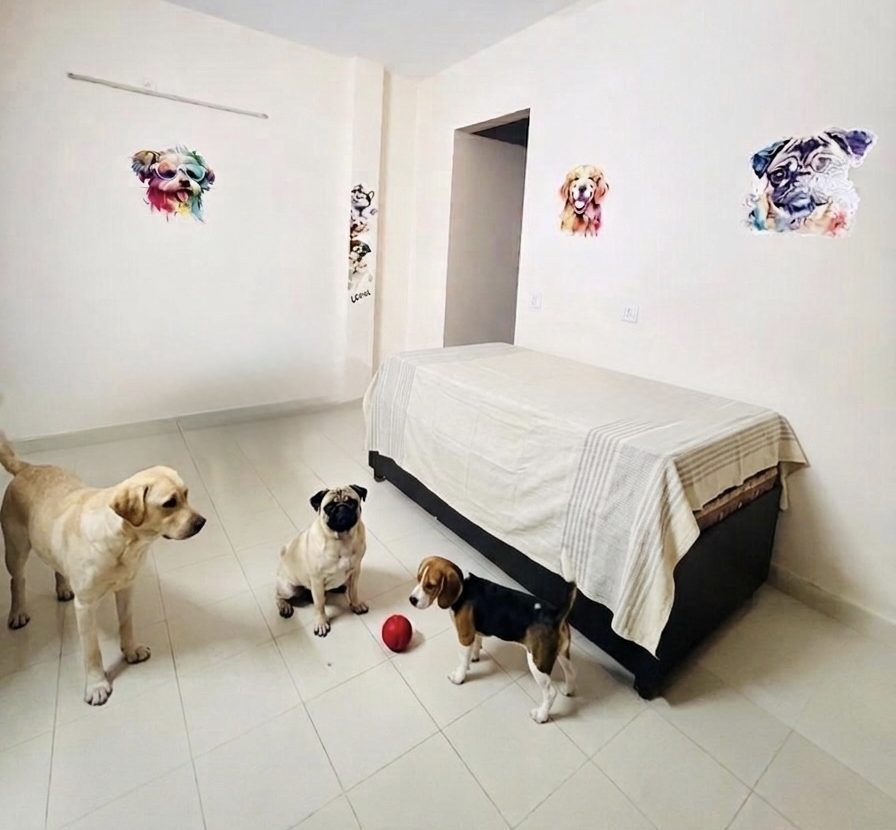 Three happy dogs playing fetch with a handler, demonstrating socialization and supervised play in Gurgaon room dog boarding.