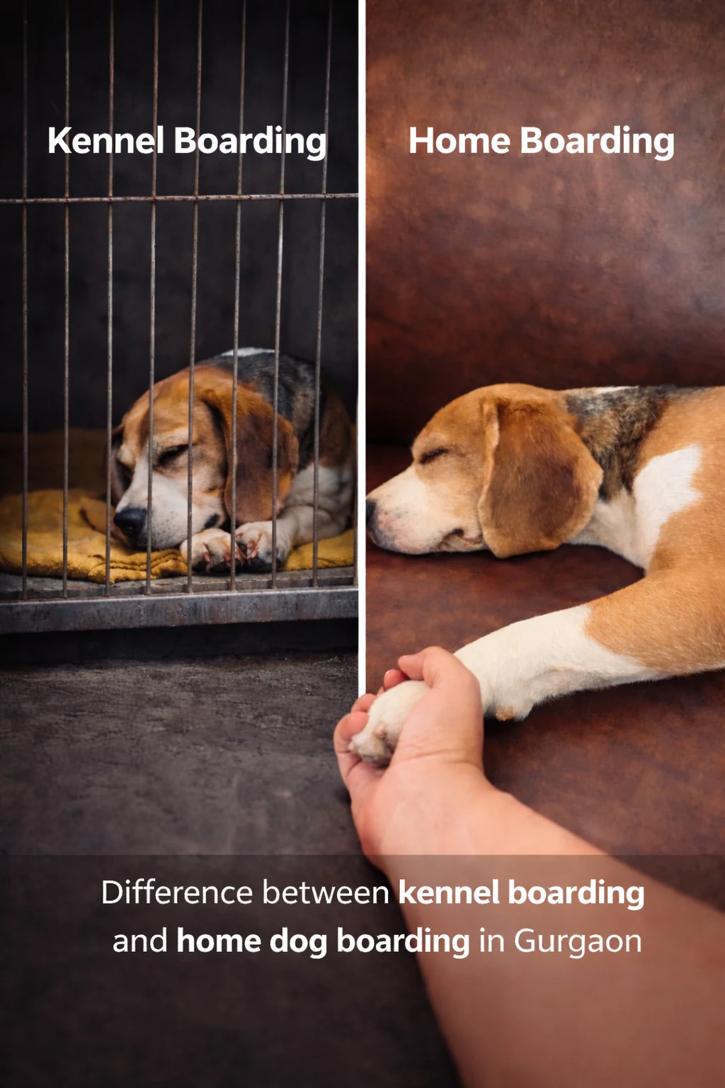 Difference between kennel cage boarding and home dog boarding in Gurgaon - sad dog in cage vs happy dog on couch