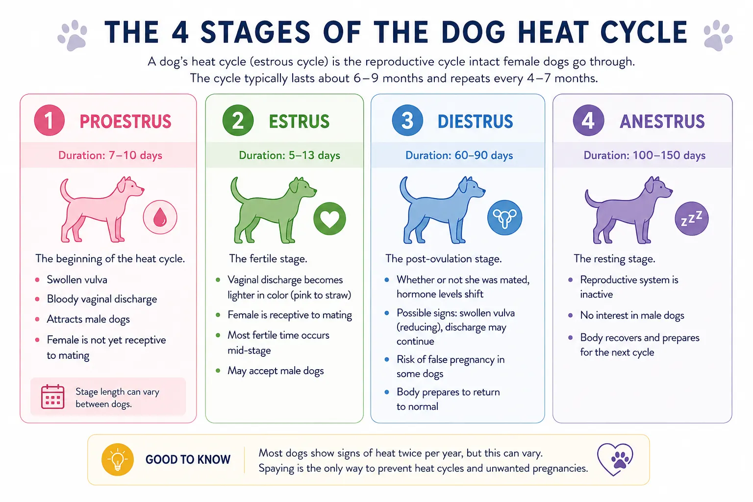 dog heat cycle mating guide Gurgaon