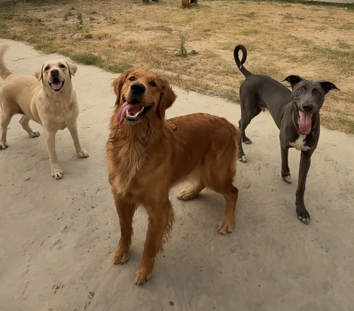 dog humping behavior myth busting Gurgaon