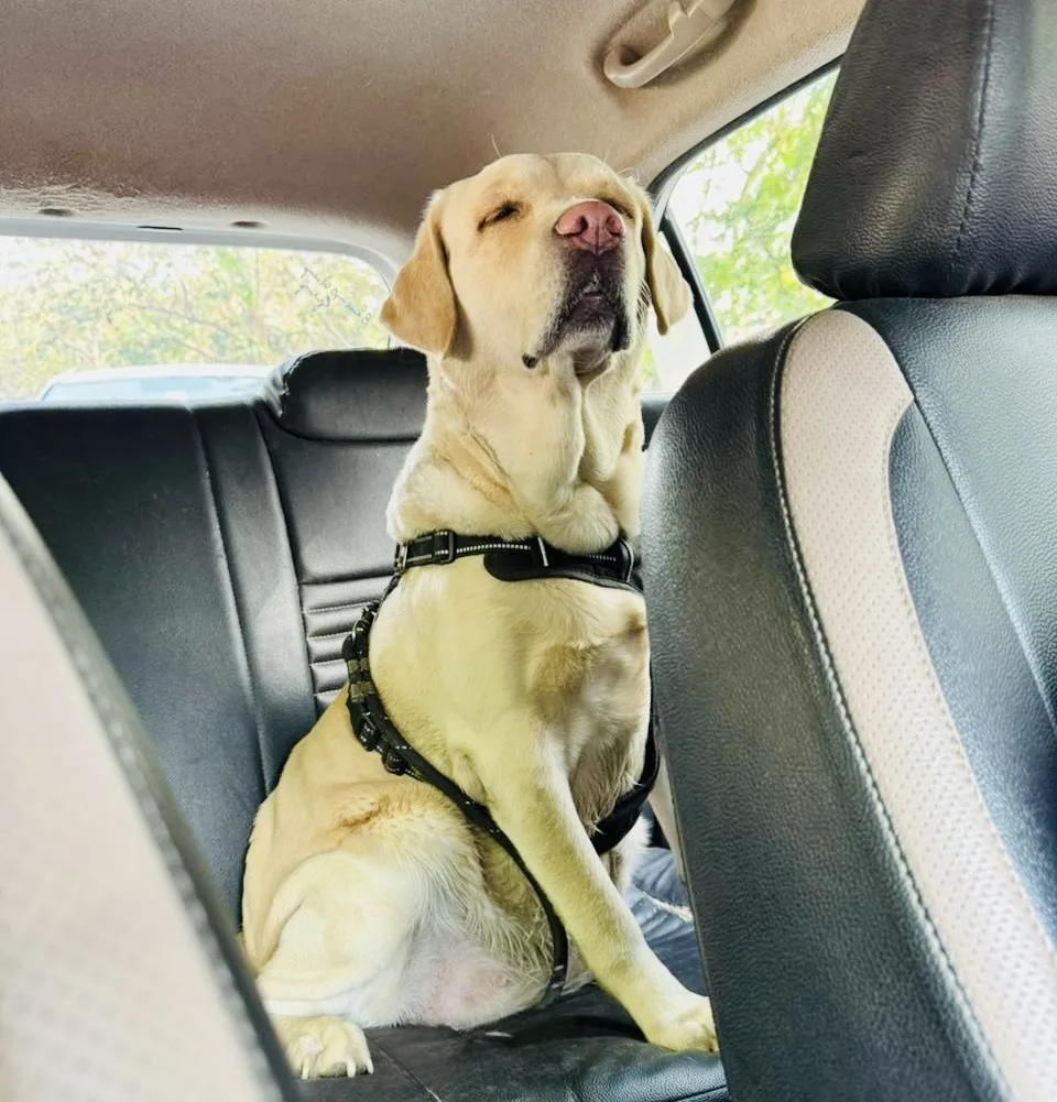 safe dog transport Gurgaon Bark 'N Stay pickup drop