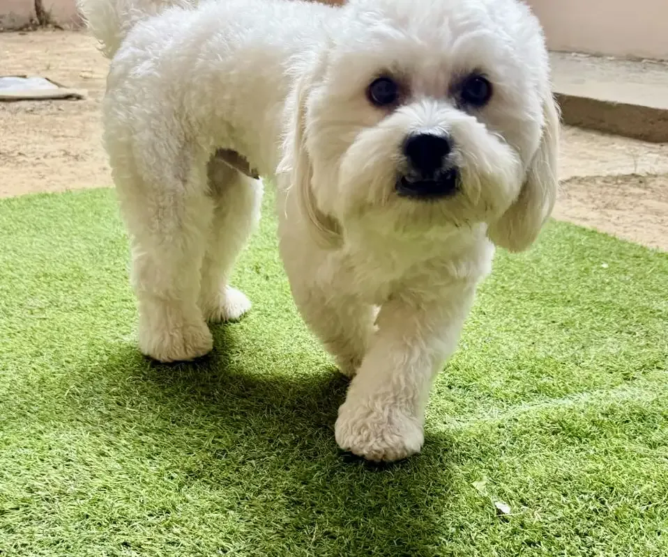 why do dogs eat grass Gurgaon Bark 'N Stay