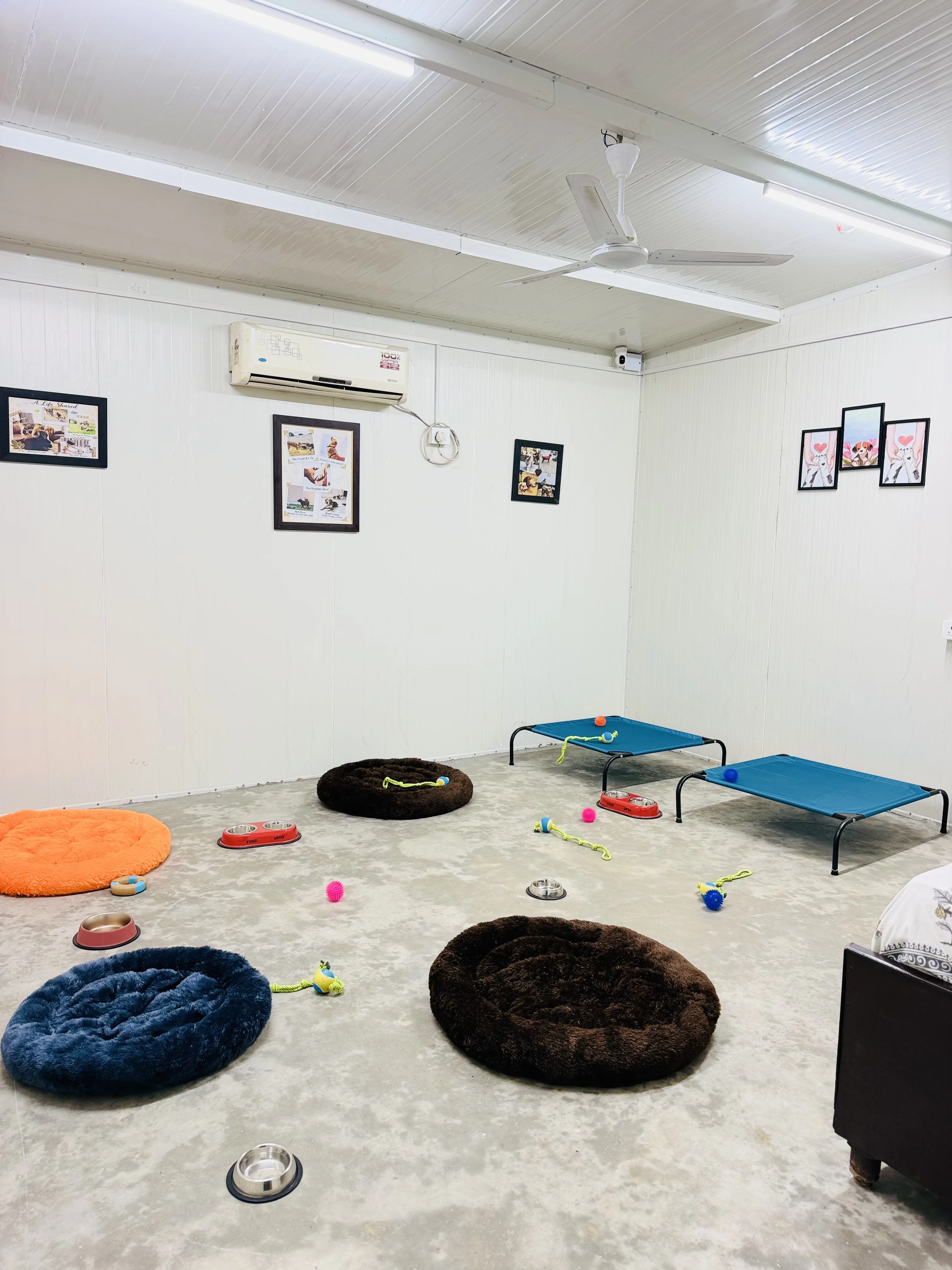 Chillar Party room for small dogs at Bark 'N Stay dog hostel, Gurgaon