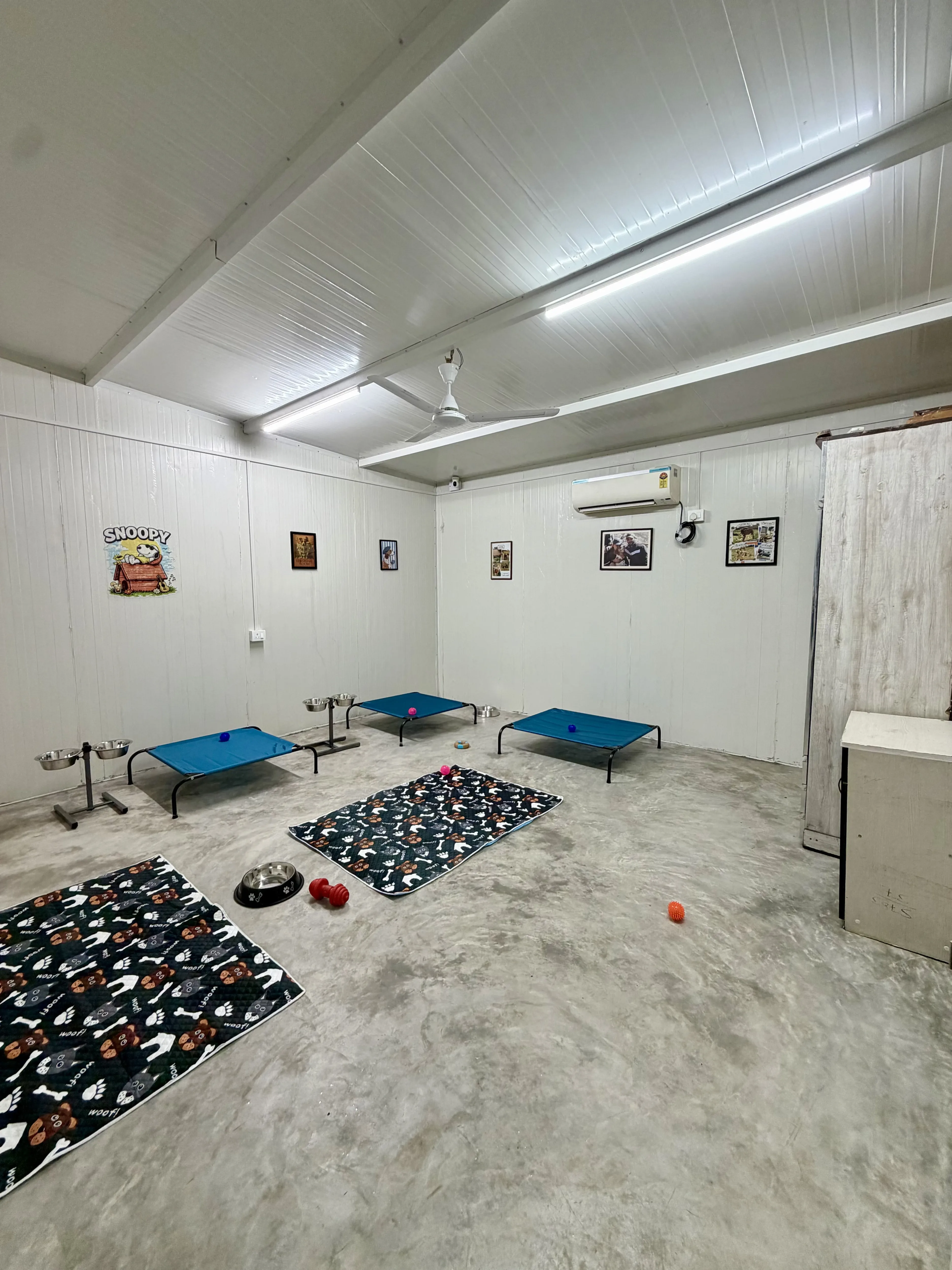 Dabang Gang room for large dogs at Bark 'N Stay dog hostel, Gurgaon