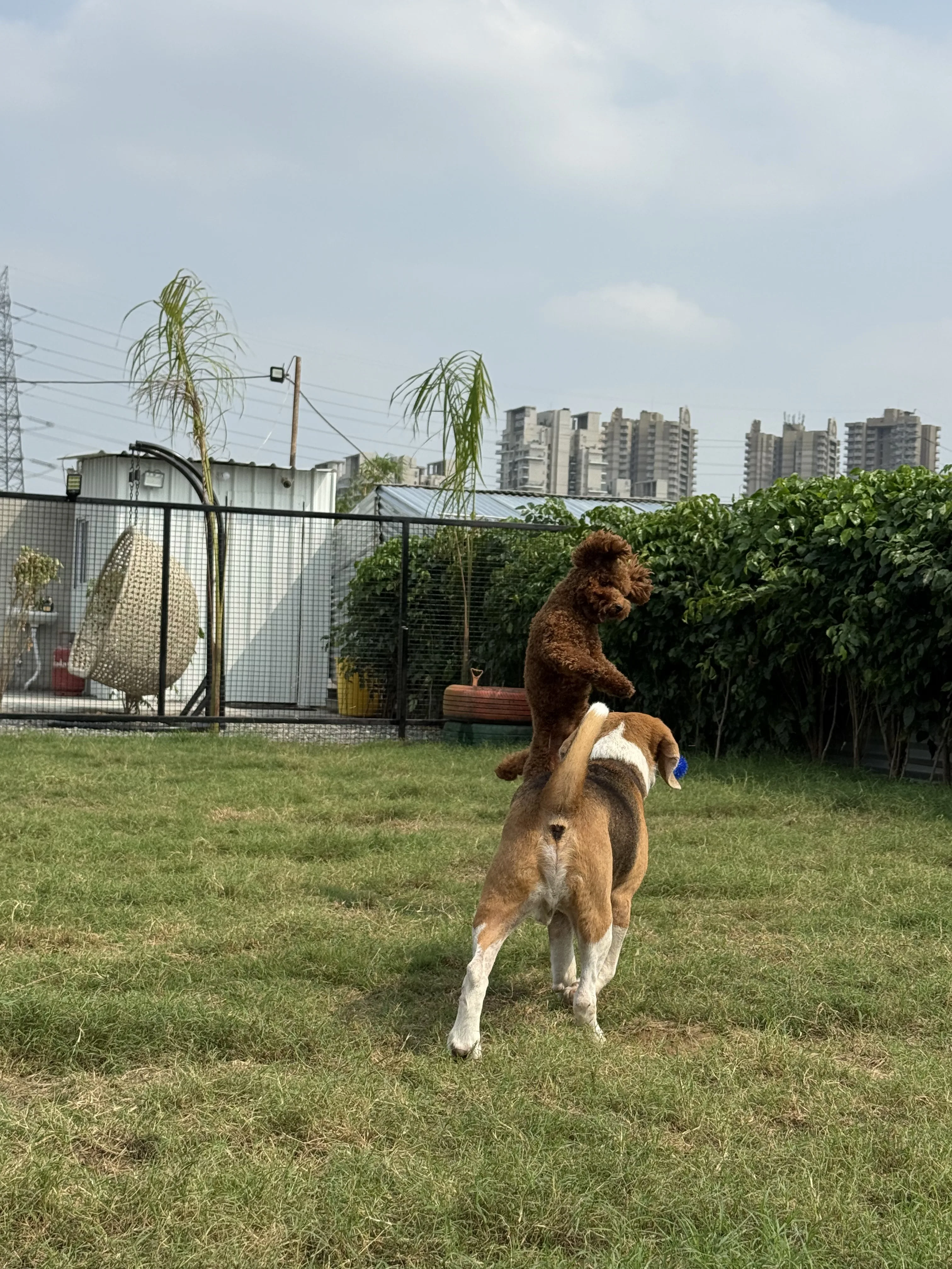 bark-n-stay-sector-75-dogs dogs at Bark N Stay Sector 75 Gurgaon happy boarding daycare