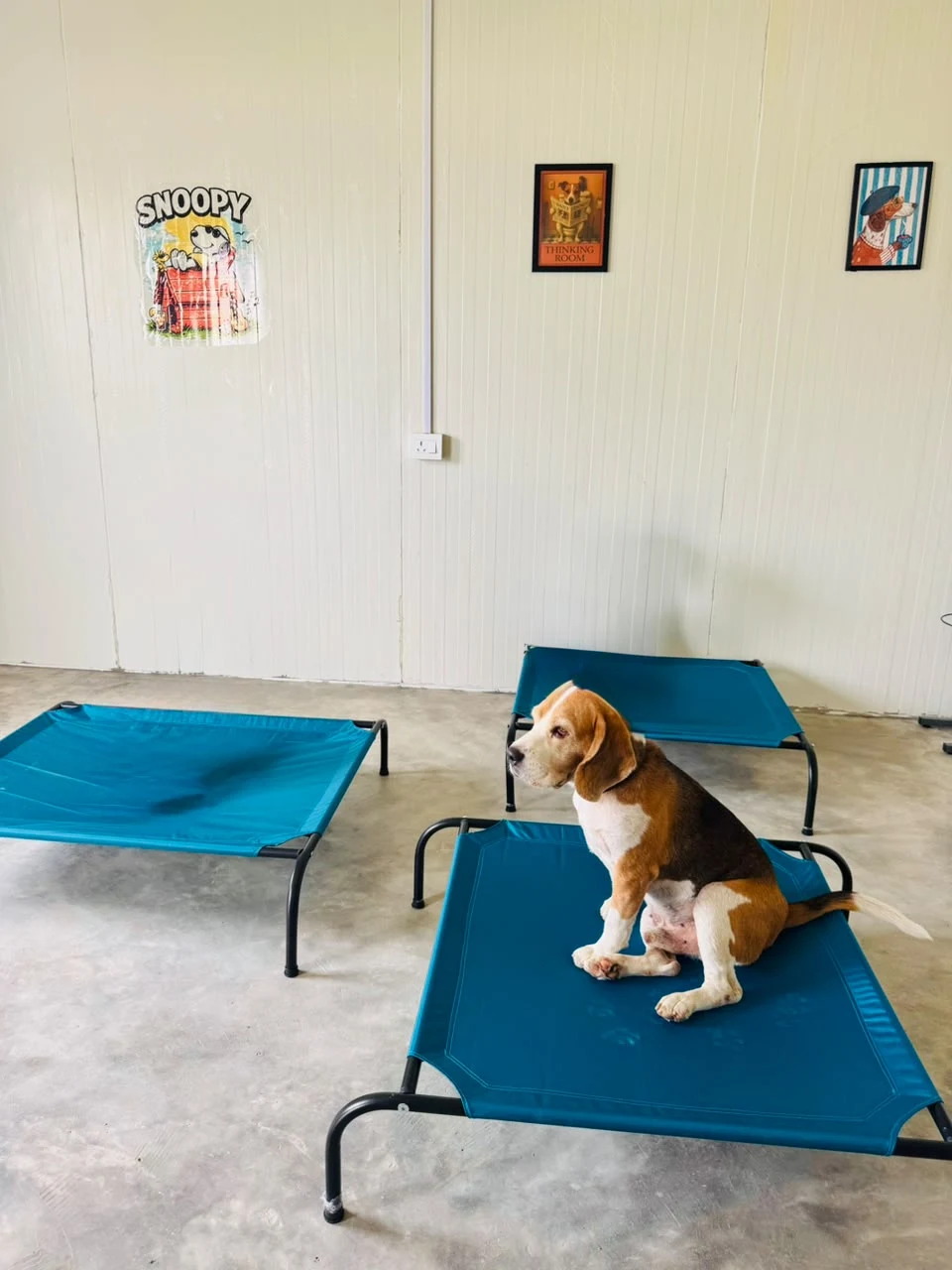 Jordan beagle Bark N Stay Sector 75 Gurgaon