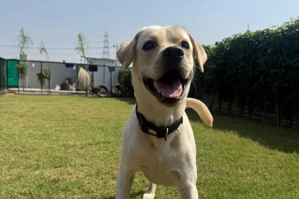 Happy Labrador at Bark N Stay dog boarding in Gurgaon, calm dog during Diwali