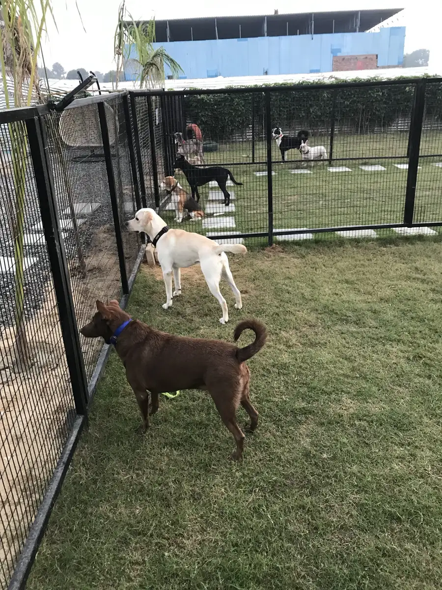 Dogs at Bark N Stay daycare play yard in Gurgaon on a hazy day