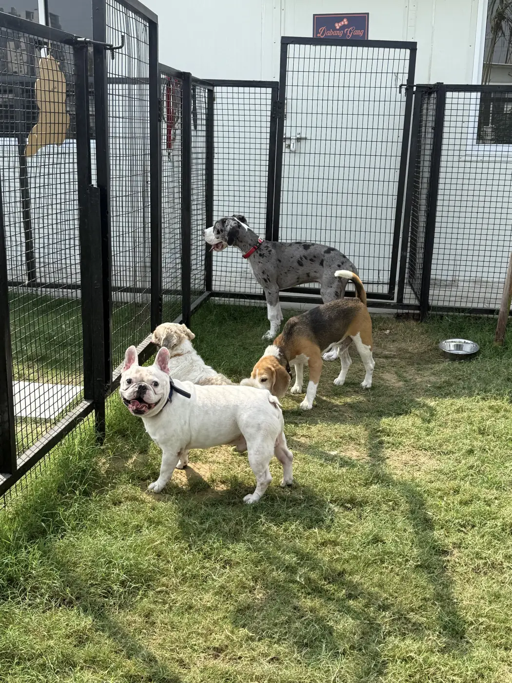 Dogs playing together on the lawn outside the Dabang Gang room at Bark 'N Stay pet boarding, Gurgaon