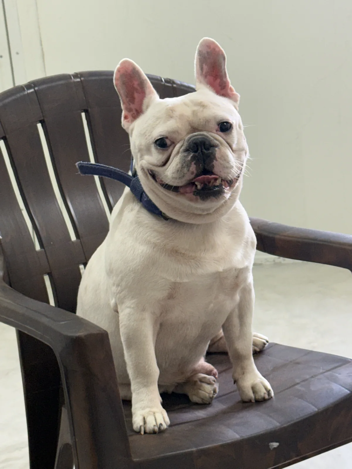 Happy French Bulldog during his stay at Bark 'N Stay, Gurgaon