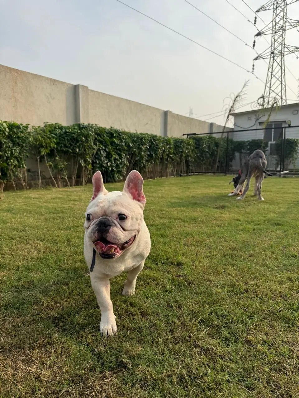 French Bulldog at Bark N Stay cage-free dog boarding in Gurgaon during Diwali