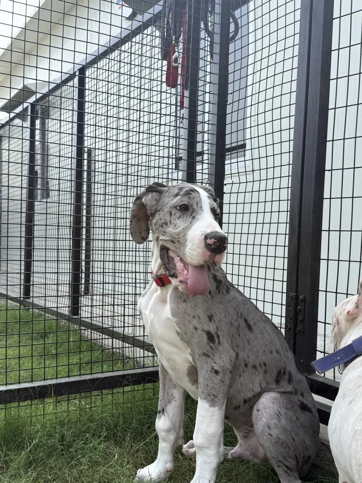 Great Dane puppy relaxing in the play area at Bark 'N Stay pet boarding in Gurgaon