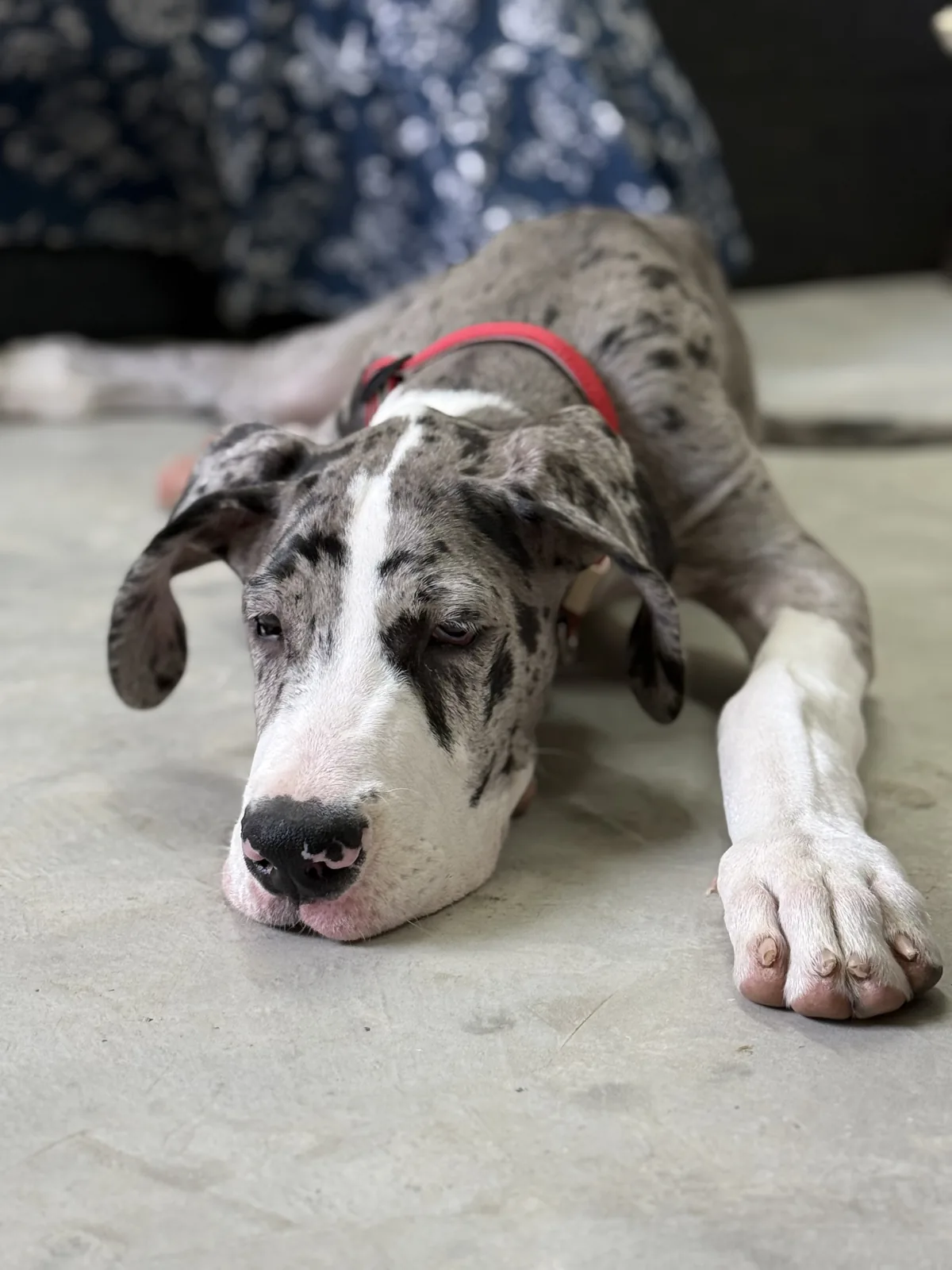 Great Dane resting indoors at a cage-free dog boarding home in Gurgaon