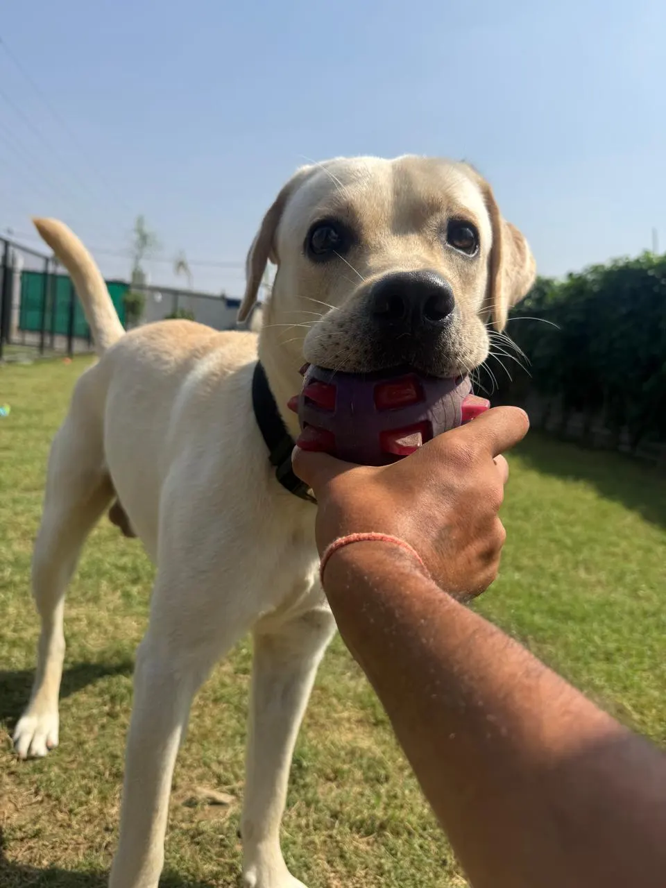 Labrador with a chew toy, a calming tip for dogs scared of crackers