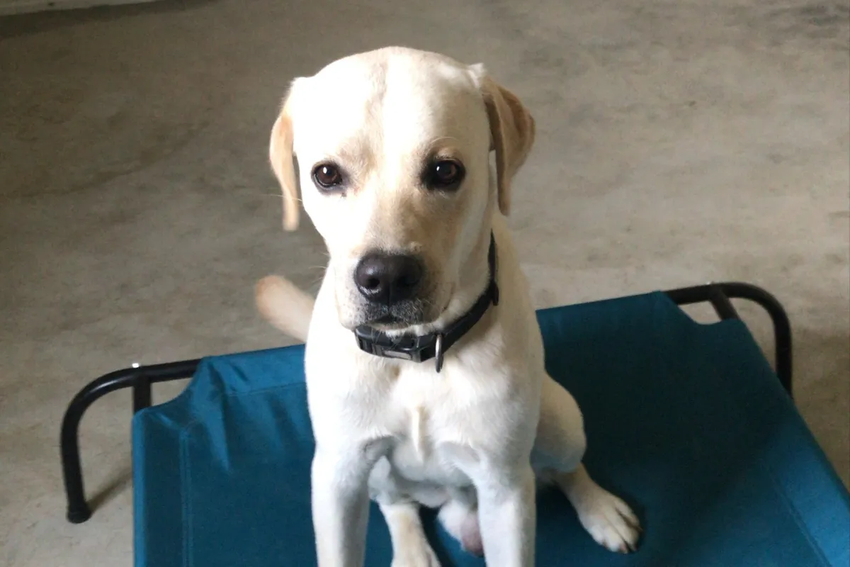 Labrador resting indoors at Bark N Stay Gurgaon during high AQI and pollution