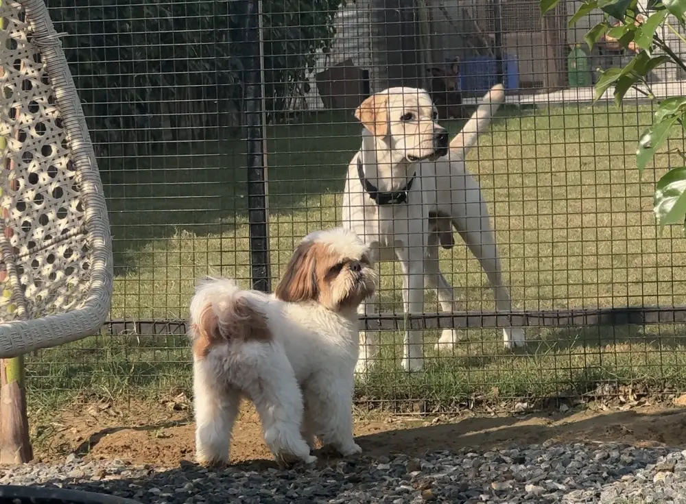 Shih Tzu, a flat-faced breed that needs extra care in pollution, at Bark N Stay Gurgaon